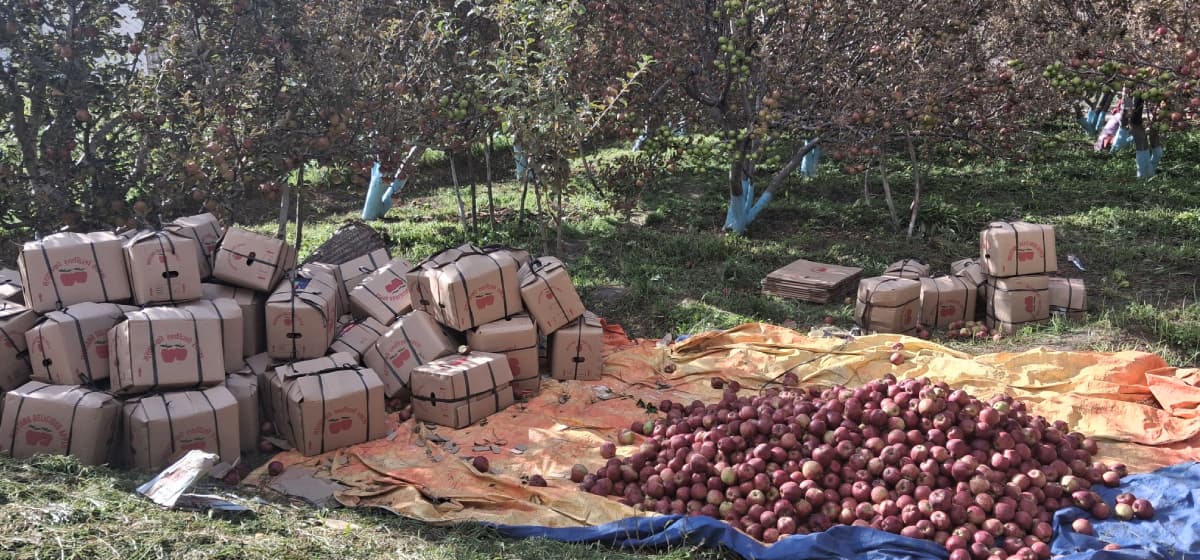 Cardboard boxes of apples stacked in an orchard with a pile of loose apples on a tarp.