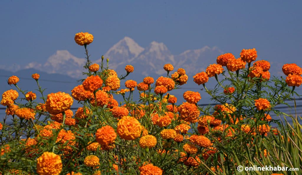 Marigold flowers in bloom with mountains in the background.