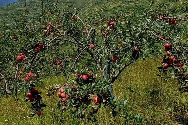 An apple tree laden with red apples in an orchard.
