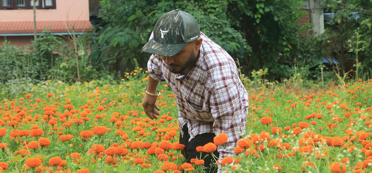 A farmer tending to a field of marigold flowers.